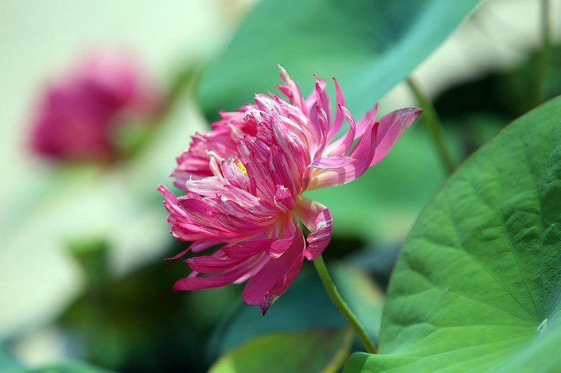 Huyết sen khi nở bung các cánh hoa thường có độ cong đều, mầu trắng xen kẽ mầu đỏ tạo thành bông hoa rực rỡ.