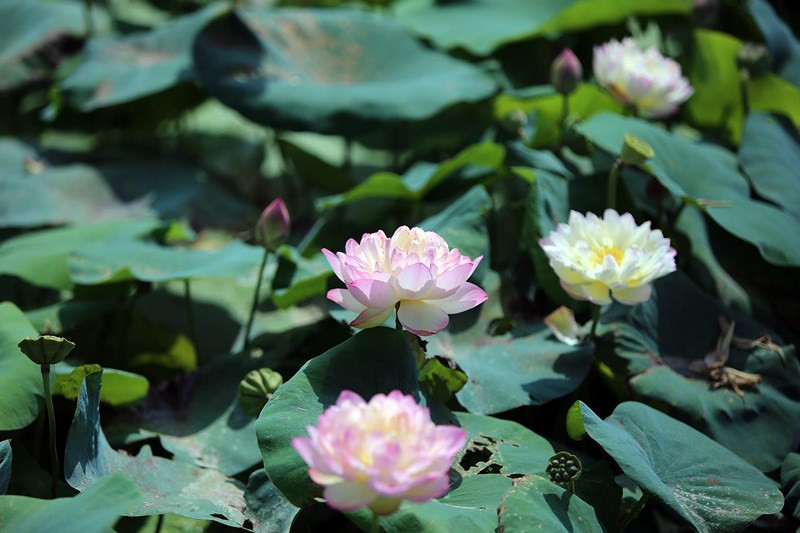 Sen Ánh Dương với những bông hoa khoe sắc tỏa hương giữa tháng 7.