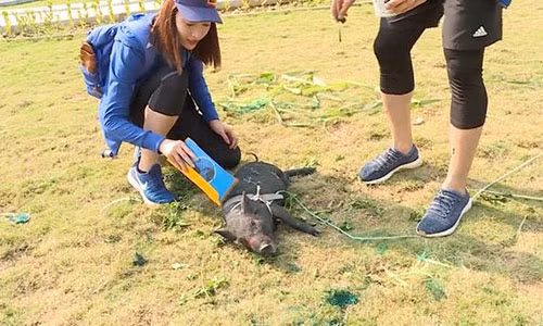 Kho nhu sao Viet tham gia gameshow: Sai mot ly di mot dam