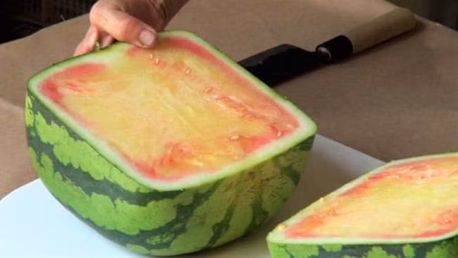 Theo trang allabout-japan, dưa hấu vuông được mua để trưng bày.