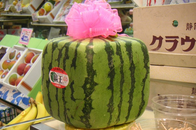 Ông Toshiyuki Yamashita, 71 tuổi, một trong những người trồng dưa hấu vuông cho biết: "Vì chất lượng năm nay tốt hơn năm ngoái nên số lượng mà tôi có thể gửi đi lớn hơn".