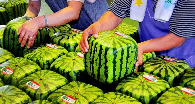 Dưa được thu hoạch khi chưa chín và có thể trưng bày tới 6 tháng.