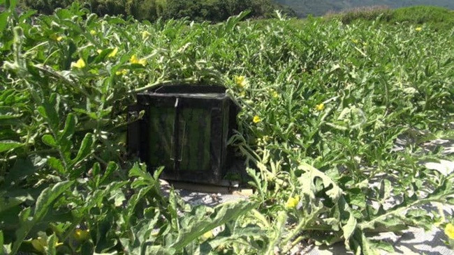 Việc đặt khối nhựa bên ngoài quả dưa không đơn giản mà phải đảm bảo không ảnh hưởng sự phát triển của quả, các vòng màu sáng đều nhau nhằm tăng sự đẹp mắt và giá của quả dưa hấu đặc biệt này.