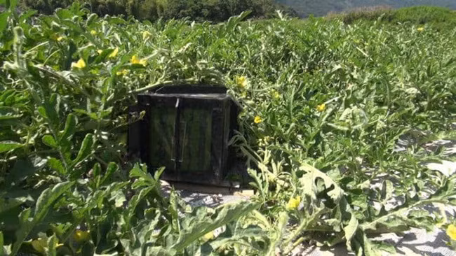 Việc đặt khối nhựa bên ngoài quả dưa không đơn giản mà phải đảm bảo không ảnh hưởng sự phát triển của quả, các vòng màu sáng đều nhau nhằm tăng sự đẹp mắt và giá của quả dưa hấu đặc biệt này.