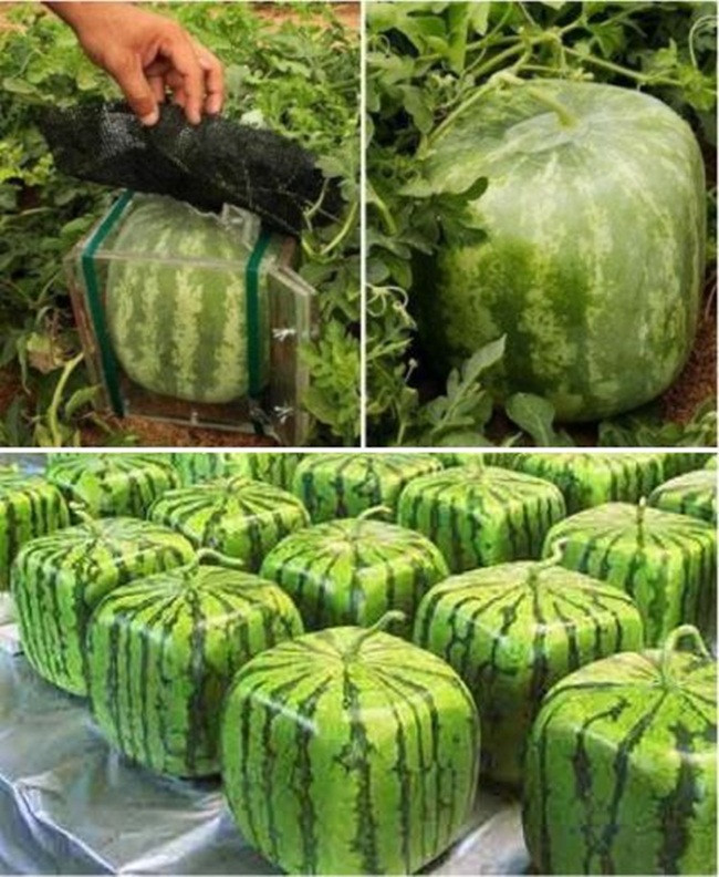 Quả dưa được đặt vào hộp vuông, thân nằm ở ngoài. Vị trí đặt rất quan trọng, hộp nhựa được đặt trên một tấm ván vì phải giữ được sự cân bằng.