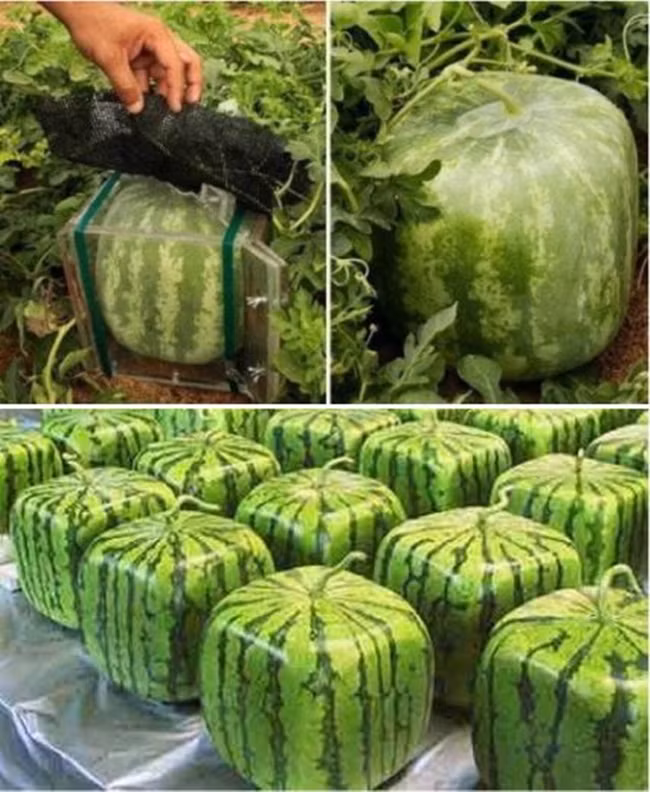 Quả dưa được đặt vào hộp vuông, thân nằm ở ngoài. Vị trí đặt rất quan trọng, hộp nhựa được đặt trên một tấm ván vì phải giữ được sự cân bằng.