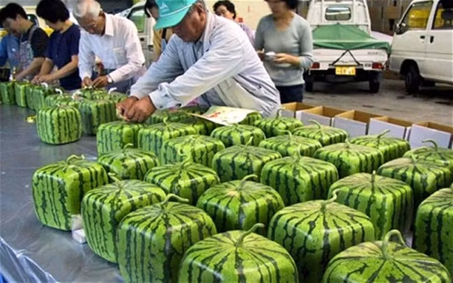 Zentsuji là nơi bắt đầu trồng dưa hấu vuông khoảng 50 năm trước và đến nay nghề trồng dưa hấu vuông vẫn còn.