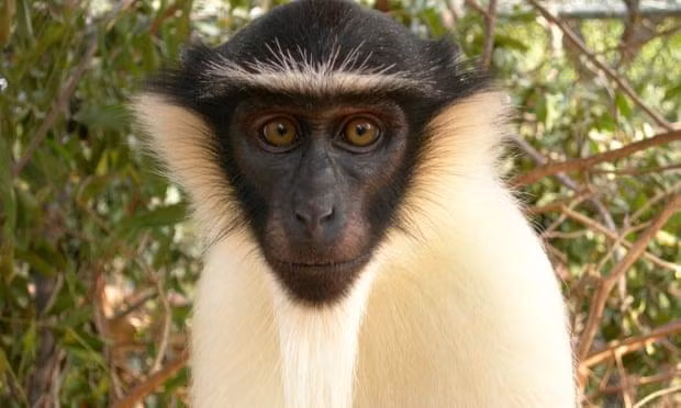 Khỉ Roloway là một trong 7 loài linh trưởng được thêm vào danh sách có nguy cơ tuyệt chủng do tình trạng phá rừng và săn bắn ở phía tây châu Phi. IUCN cho rằng sự phát triển của loài người là nguyên nhân dẫn tới sự sụt giảm các hệ sinh thái tự nhiên của Trái Đất. Ảnh: IUCN.