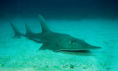 Trong danh sách được IUCN công bố hôm 18/7, 9.000 loài động vật trên Trái Đất được xếp vào loại bị đe dọa, nâng tổng số loài bị đe dọa lên 105.732. Không có loại nào trong số này được cải thiện tình trạng bị đe dọa so với báo cáo năm trước. Cá giống dài (guitarfish), một loài thuộc họ cá đuối, được thêm vào danh sách năm nay. Ảnh: IUCN.