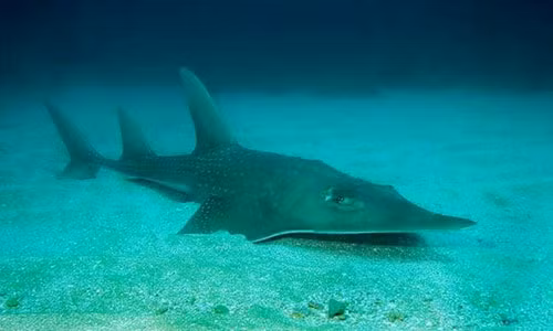 Trong danh sách được IUCN công bố hôm 18/7, 9.000 loài động vật trên Trái Đất được xếp vào loại bị đe dọa, nâng tổng số loài bị đe dọa lên 105.732. Không có loại nào trong số này được cải thiện tình trạng bị đe dọa so với báo cáo năm trước. Cá giống dài (guitarfish), một loài thuộc họ cá đuối, được thêm vào danh sách năm nay. Ảnh: IUCN.