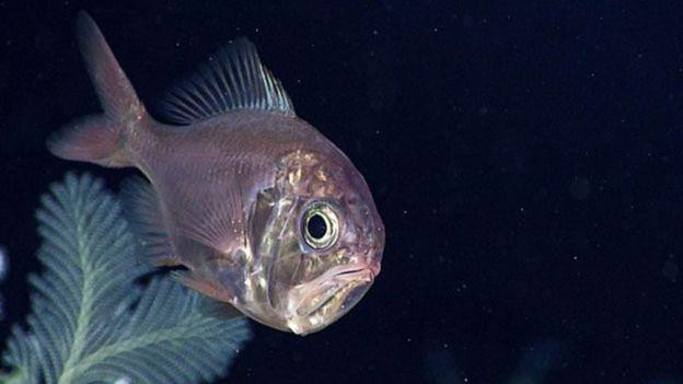 Cá nhám Tây Thái Bình Dương, một loài cá sống ở đáy dọc theo bờ biển Nhật Bản, cũng bị đe dọa do hoạt động thăm dò khai thác ở thềm lục địa Nhật Bản. Ảnh: NOAA.