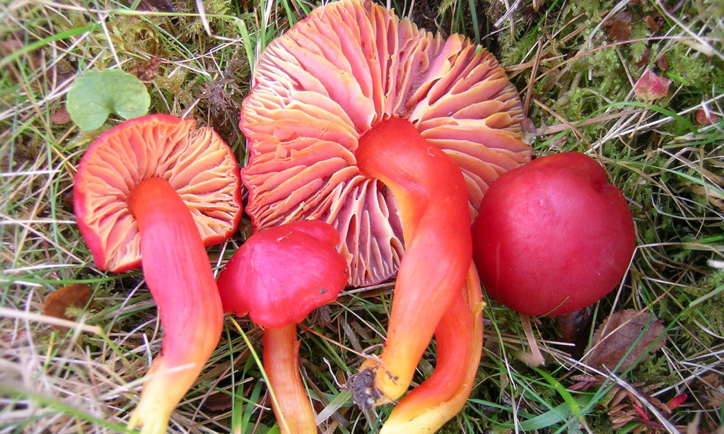 Việc dân số con người tăng khiến nhu cầu thực phẩm tăng theo, điều này dẫn tới các biện pháp nông nghiệp như sử dụng thuốc sâu, làm nhiều loài nấm quý hiếm bị đe dọa, tiêu biểu như nấm splendi waxcap ở châu Âu. Ảnh: IUCN.