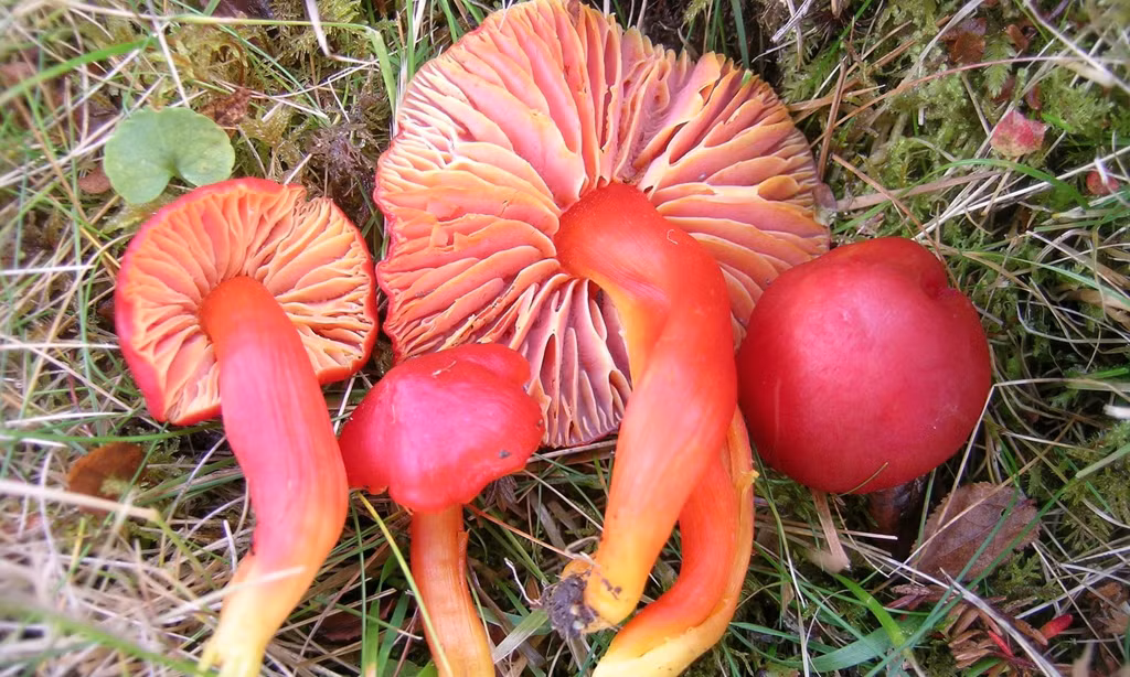 Việc dân số con người tăng khiến nhu cầu thực phẩm tăng theo, điều này dẫn tới các biện pháp nông nghiệp như sử dụng thuốc sâu, làm nhiều loài nấm quý hiếm bị đe dọa, tiêu biểu như nấm splendi waxcap ở châu Âu. Ảnh: IUCN.