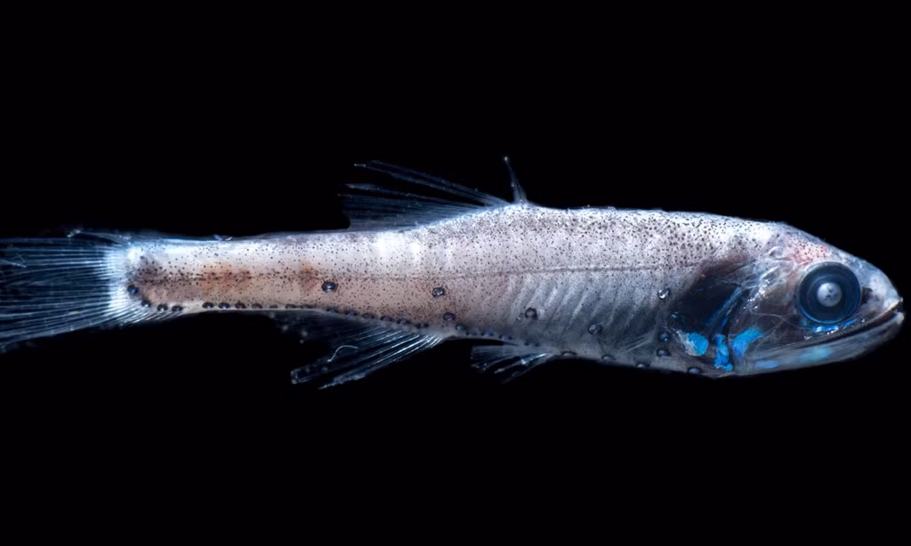 Cá đèn lồng là một trong 500 loài sinh vật ở tầng đáy đại dương bị đe dọa trong danh sách của IUCN. Những loài này phải đối mặt với các mối đe dọa tiềm tàng từ hoạt động đánh bắt sâu, khoan dầu khí và khai thác dưới đáy biển. Ảnh: IUCN.