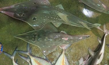 Cùng với cá giống dài, cá đuối Clown cũng là một loài cá đuối khác bị đe dọa tuyệt chủng. Loài này được tìm thấy ở Indonesia và Singapore. Ảnh: IUCN.