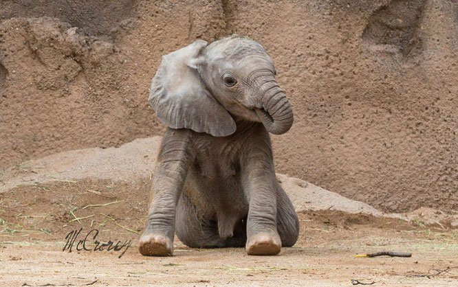 12. Voi con có thói quen mút vòi của mình, giống thói quen mút tay của trẻ con. (Ảnh: BrightSide).