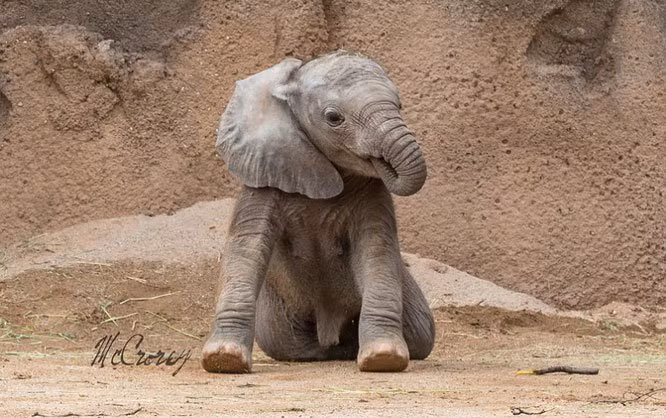 12. Voi con có thói quen mút vòi của mình, giống thói quen mút tay của trẻ con. (Ảnh: BrightSide).