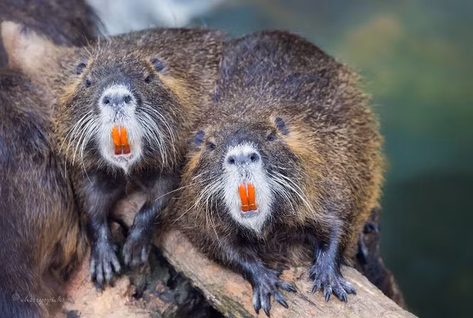 13. Răng cửa của hải ly có màu cam do chứa nguyên tố sắt. (Ảnh: BrightSide).