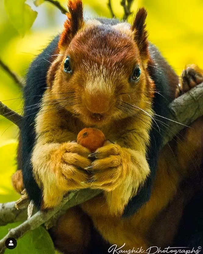 15. Một con sóc khổng lồ Ấn Độ có nhiều màu và có thể dài tới gần 1 mét. (Ảnh: BrightSide).