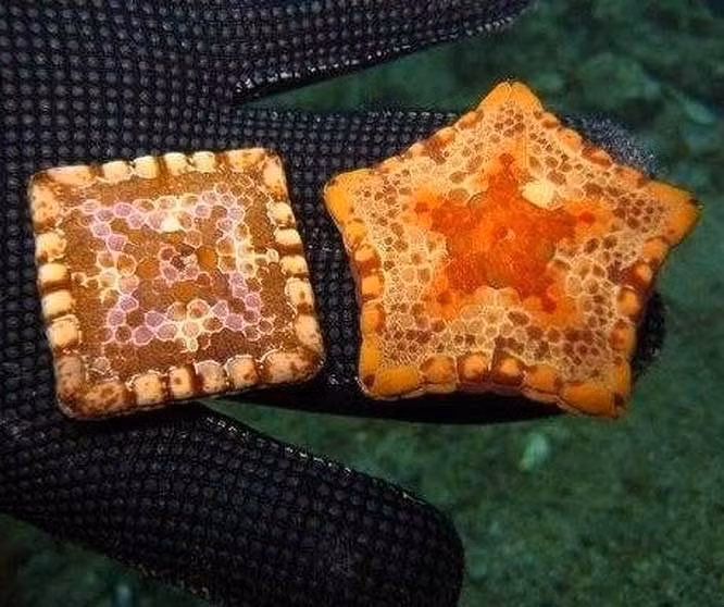 8. Một số loài sao biển có thể mang hình vuông do đột biến gene. (Ảnh: BrightSide).