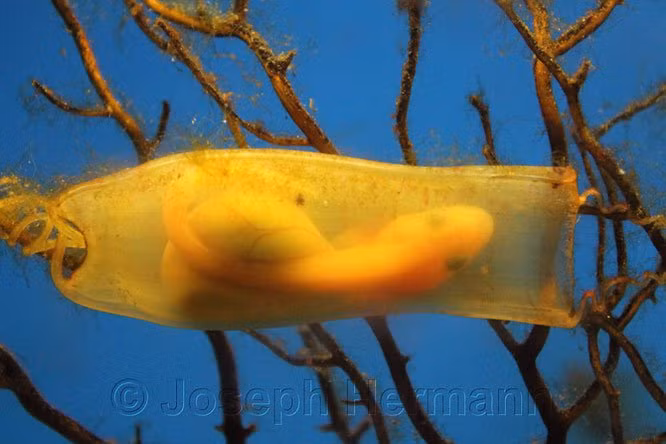 14. Trứng cá mập trong suốt. (Ảnh: BrightSide).