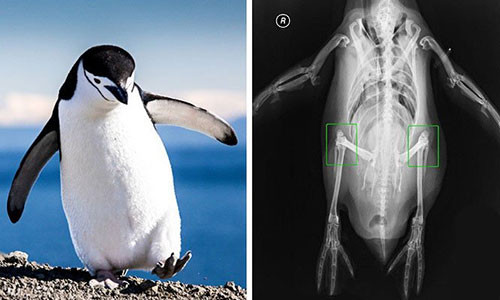 1. Loài động vật chim cánh cụt thực sự có đầu gối. (Ảnh: BrightSide).