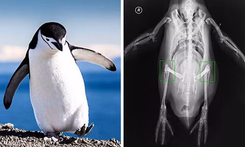 1. Loài động vật chim cánh cụt thực sự có đầu gối. (Ảnh: BrightSide).