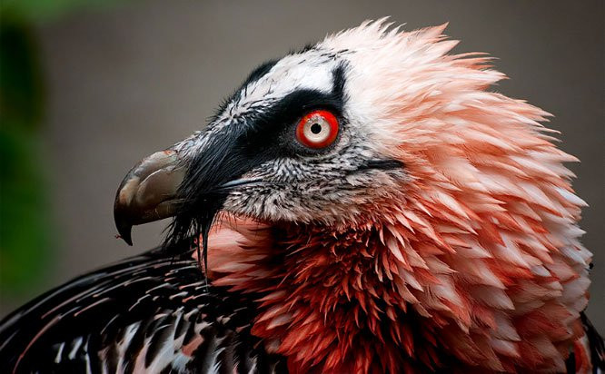 11. Kền kền râu với khuôn mặt săn mồi đáng sợ với bộ lông sặc sỡ. (Ảnh: BrightSide).