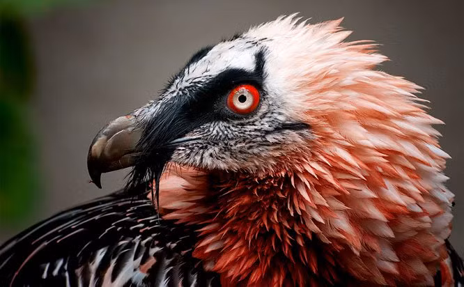 11. Kền kền râu với khuôn mặt săn mồi đáng sợ với bộ lông sặc sỡ. (Ảnh: BrightSide).