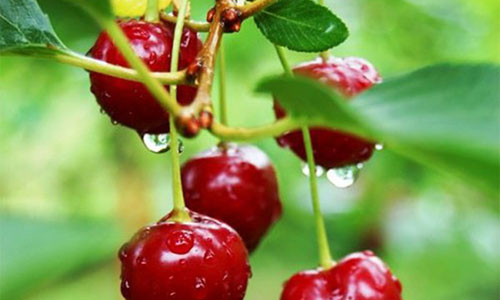 Hoc cach trong cherry trong chau, moi ngay thu 300 qua