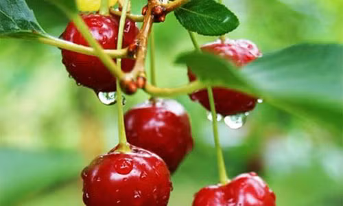 Hoc cach trong cherry trong chau, moi ngay thu 300 qua