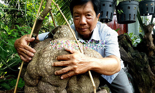 Cu binh voi nang tren 40kg, 15 trieu chu van khong ban