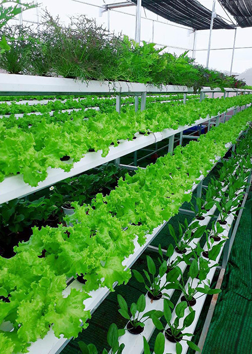 Lý Nhã Kỳ chia sẻ, cô trồng rau, củ quả organic nhằm truyền cảm hứng đến những người nông dân phát triển theo hướng rau sạch.