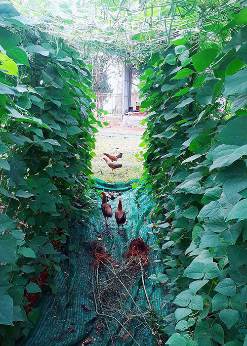 Nữ diễn viên trồng các loại rau quả như súp lơ, cải thảo, rau xà lách, bí, bơ, dâu tây và nuôi gà.