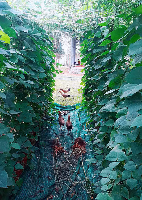 Nữ diễn viên trồng các loại rau quả như súp lơ, cải thảo, rau xà lách, bí, bơ, dâu tây và nuôi gà.