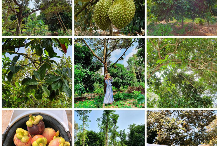 Hình ảnh Lý Nhã Kỳ ở khu vườn trồng nhiều loại cây ăn quả.