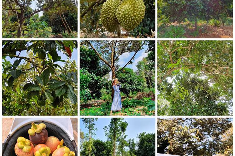 Hình ảnh Lý Nhã Kỳ ở khu vườn trồng nhiều loại cây ăn quả.