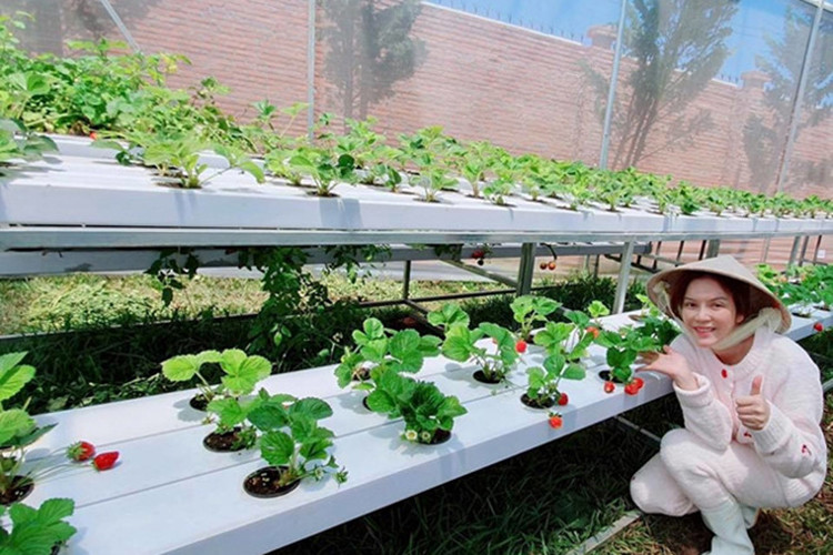 Khi về nông trại, nữ diễn viên không ngại trải nghiệm cuộc sống của một người nông dân.