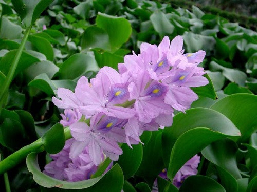 5 loai rau dai Viet la than duoc dat do o nuoc ngoai-Hinh-4