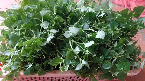 5 loại rau dại Việt là thần dược đắt đỏ ở nước ngoài 5 loai rau dai Viet la than duoc dat do o nuoc ngoai