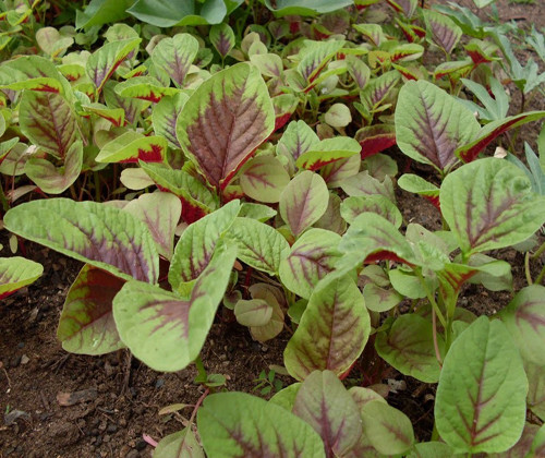 5 loai rau dai Viet la than duoc dat do o nuoc ngoai-Hinh-5