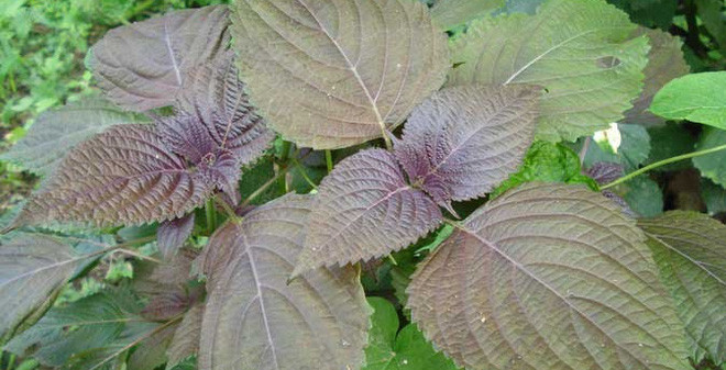 5 loai rau dai Viet la than duoc dat do o nuoc ngoai-Hinh-3