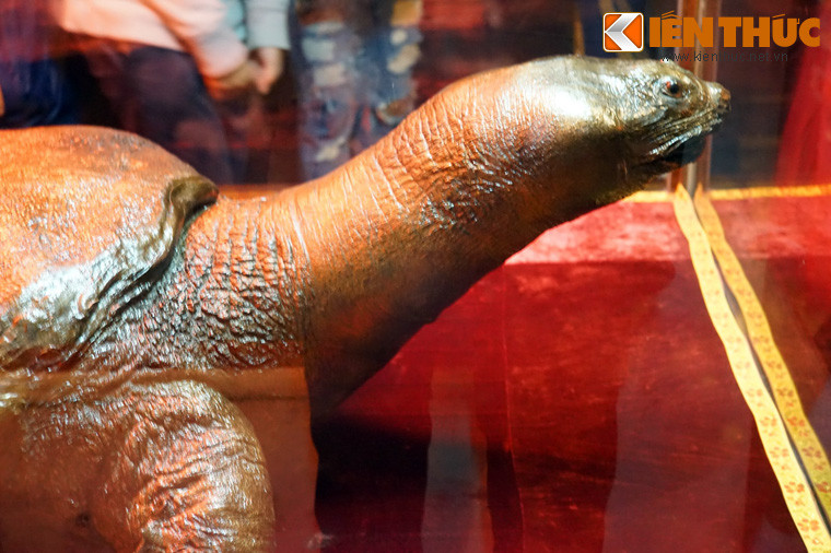 Tiêu bản rùa Hồ Gươm (mất năm 1967) ở đền Ngọc Sơn, Hà Nội. Đến thời hiện đại, hình tượng con rùa vẫn được người Việt coi trọng. Nhiều người tin rằng, loài rùa khổng lồ sống trong hồ Gươm chính là hậu duệ của thần Kim Quy huyền thoại.