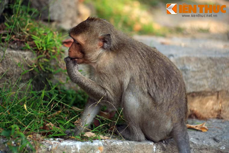 Thiền Viện Trúc Lâm Chân Nguyên ở Vũng Tàu còn được gọi là Chùa Khỉ, vì vùng núi quanh chùa là nơi sinh sống của hàng trăm con khỉ.