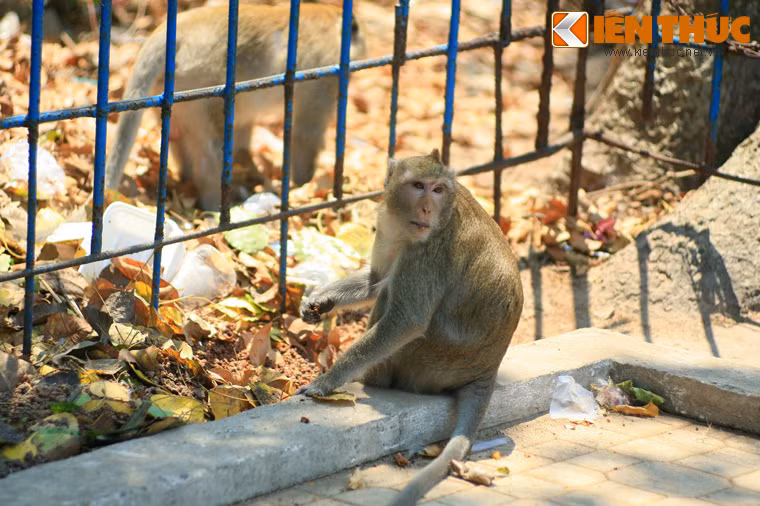 Những chú khỉ ở nơi đây do lực lương kiểm lâm địa phương thả vào những ô rừng tự nhiên trong địa phận tòa thánh, sau nhiều năm đã phát triển thành nhiều đàn.