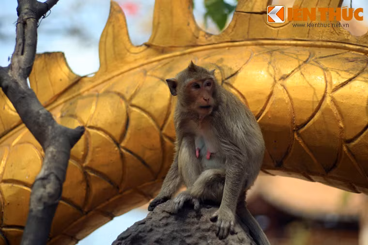 Nhiều ngôi chùa ở Việt Nam cũng là nơi sinh sống của loài khỉ, như chùa Núi Châu Thới ở Bình Dương.
