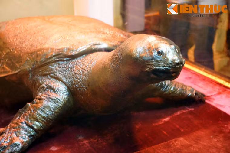 Ngày mất của cụ Rùa Hồ Gươm trong đền Ngọc Sơn được chính thức ghi nhận vào 02/06/1967. Trưa hôm đó, cụ đã nổi lên gần nhà Thủy Tạ...