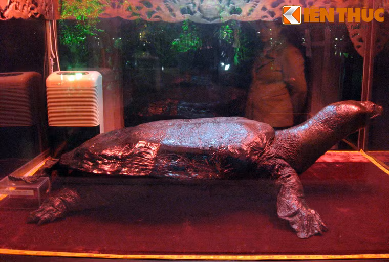 Đây còn là nơi lưu giữ một mẫu tiêu bản hoàn hảo bậc nhất của loài rùa hồ Gươm huyền thoại.