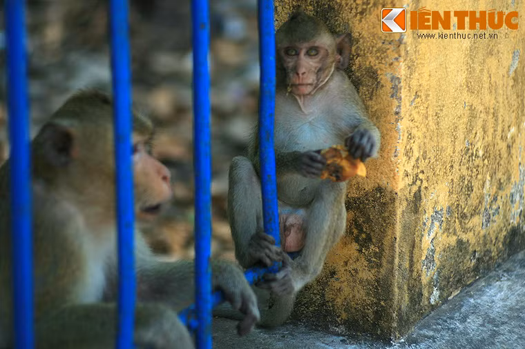 Cách đây ít năm, để tạo không gian sinh động, Ban Quản lý Tòa Thánh cùng Chi cục Kiểm lâm Tây Ninh đã thả một lượng khỉ vào khu rừng.