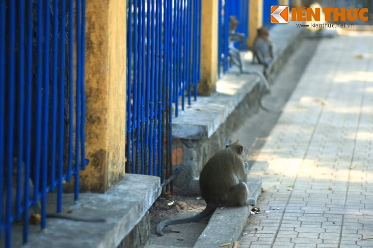 Chúng tỏ ra khá dạn người, thường mò ra đường xin đồ ăn của du khách.